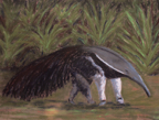 anteater2010