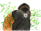 goldenMonkey