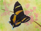 ozFlutterby