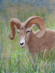 bighornSheep