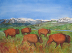 bison