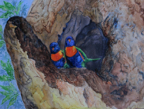 rainbowLorikeets