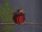 Silver-beakedTanager