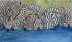 zebraPool