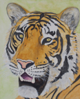 maleTiger
