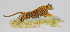 femaleTigerLeap2