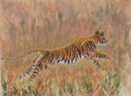 femaleTigerLeap1