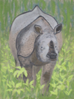 oneHornedRhino