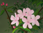 appleblossoms