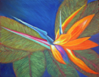 birdofparadise
