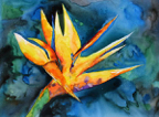 birdofparadise1