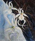 ghostorchid
