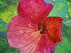 hibiscus