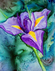iris