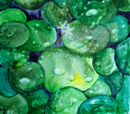 ozLilyPads
