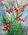 monaloaorchid