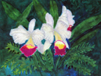 orchids2