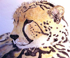 cheetah