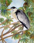 heron