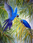 hyacinthmacaws