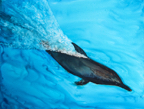 bajaDolphin