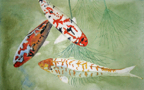 BalboaParkKoi