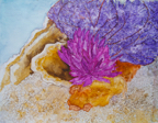 reefCorals