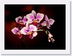 or9904a1 * Photos of Pat's orchids from 1999 recovered from the archive of my first website.