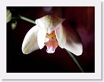 or9904b1 * Photos of Pat's orchids from 1999 recovered from the archive of my first website.