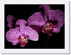 or9904c1 * Photos of Pat's orchids from 1999 recovered from the archive of my first website.