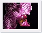 or9904c2 * Photos of Pat's orchids from 1999 recovered from the archive of my first website.