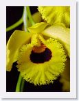 or9904d2 * Photos of Pat's orchids from 1999 recovered from the archive of my first website.