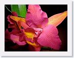 or9904e1 * Photos of Pat's orchids from 1999 recovered from the archive of my first website.