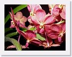 or9908a1 * Photos of Pat's orchids from 1999 recovered from the archive of my first website.