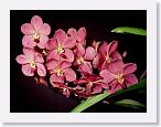 or9908a2 * Photos of Pat's orchids from 1999 recovered from the archive of my first website.