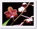 or9908b1 * Photos of Pat's orchids from 1999 recovered from the archive of my first website.