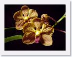 or9908c1 * Photos of Pat's orchids from 1999 recovered from the archive of my first website.