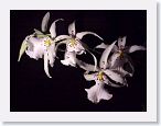 or9908e1 * Photos of Pat's orchids from 1999 recovered from the archive of my first website.
