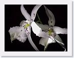 or9908e2 * Photos of Pat's orchids from 1999 recovered from the archive of my first website.