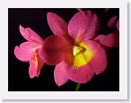 or9908f1 * Photos of Pat's orchids from 1999 recovered from the archive of my first website.