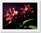 or9908g1 * Photos of Pat's orchids from 1999 recovered from the archive of my first website.