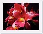 or9908g2 * Photos of Pat's orchids from 1999 recovered from the archive of my first website.