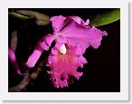 or9908h1 * Photos of Pat's orchids from 1999 recovered from the archive of my first website.