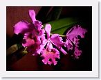 or9908h2 * Photos of Pat's orchids from 1999 recovered from the archive of my first website.
