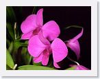 or9908i1 * Photos of Pat's orchids from 1999 recovered from the archive of my first website.