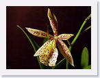 or9908j1 * Photos of Pat's orchids from 1999 recovered from the archive of my first website.
