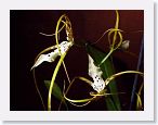 or9908k1 * Photos of Pat's orchids from 1999 recovered from the archive of my first website.
