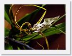 or9908k2 * Photos of Pat's orchids from 1999 recovered from the archive of my first website.