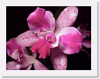 or9908l1 * Photos of Pat's orchids from 1999 recovered from the archive of my first website.