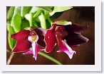 or9908m1 * Photos of Pat's orchids from 1999 recovered from the archive of my first website.